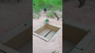 Technique Underground Bird Trap youtubeshorts [upl. by Yentuoc]