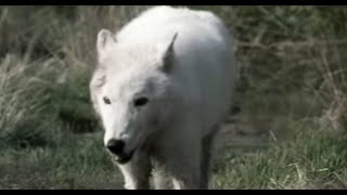 Lobo in Love  Lobo  The Wolf That Changed America  BBC Earth [upl. by Kiker26]