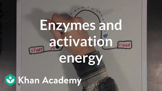 Enzymes and activation energy  Biomolecules  MCAT  Khan Academy [upl. by Maeve]