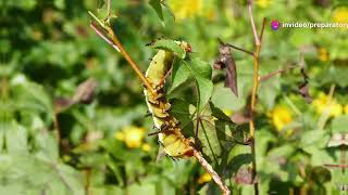 Invertebrate Reproduction and Life Cycles [upl. by Elwaine]