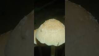 Psathyrella mushroom fungi mushroom [upl. by Blount]