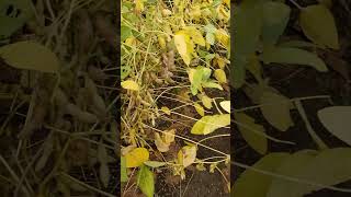 new soybean variety rvsm1135 shotsvideo [upl. by Yclehc]