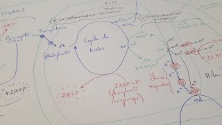 eSVT La production dATP par la fermentation et la respiration cellulaire [upl. by Bogusz32]