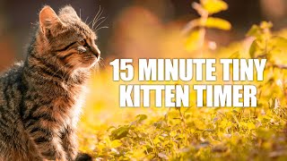 15 Minute Timer  Fifteen Minute Tiny Kitten Timer  Kitten Meowing Alarm Sound [upl. by Tisman686]