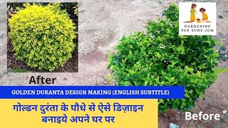 Golden duranta plant design cutting  Golden duranta cutting  Golden duranta plant pruning [upl. by Luisa]