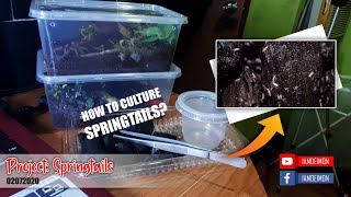 How to make a DIY Springtails Culture Vlog  11 [upl. by Brunn]