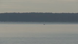 Sebago Lake State Park officials build tree barriers to slow erosion [upl. by Winzler]