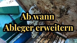 Ab wann Bienenableger erweitern  2 Beispiele wann Ja und wann Nein  Neues aus unserer Imkerei [upl. by Carboni89]