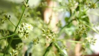 Avocado Flowers timelapse [upl. by Nerrat560]