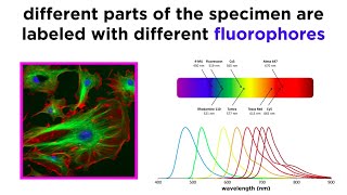 Widefield and Confocal Fluorescence Microscopy [upl. by Judd]