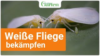 Weiße Fliege bekämpfen HausmittelTipp vom Profi [upl. by Ietta]