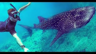 Vilamendhoo Maldives GoPro with Whale Shark Turtles and Coral Reefs [upl. by Eseilana]