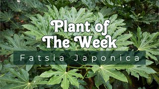 PLANT OF THE WEEK  FATSIA JAPONICA [upl. by Mail]