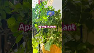 aprajita gardening flowers nature short shortsfeed ytviral likeandsubscribe youtubeshorts [upl. by Marquis]