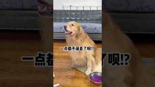 Is Simba really defensive Cute pet debut plan all things cute plan home healing dog becomes [upl. by Hayne]