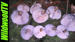 Mushroom hunting Walk November 💜 Blewits foraging [upl. by Sakmar90]