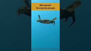 Unlock the secrets of how a crab swim crab animalshorts animalfacts [upl. by Ayat31]