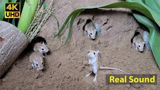 Cat TV mouse digging burrows  holes in sand  playing and squeaking 8 Hour 4k UHD [upl. by Hamlin]