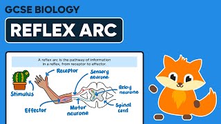 Reflex Arc  GCSE Biology [upl. by Seraphim]