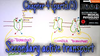 Secondary active transport  chapter 4 part55  Guyton and hall text book of medical physiology [upl. by Introk]