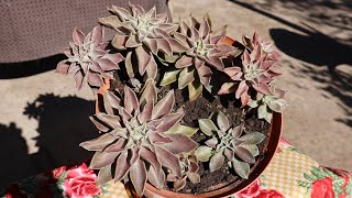 Echeveria sabre wolf  caracteristicas y cuidados [upl. by Bullivant298]