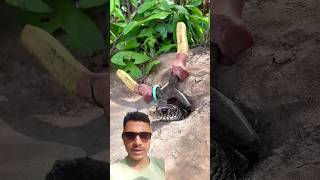 Snake hunting snake reptiles handtrap animals bigtrap cobra [upl. by Lupee411]