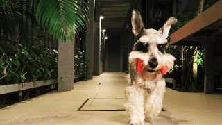 Smart Miniature Schnauzer [upl. by Amehsyt]