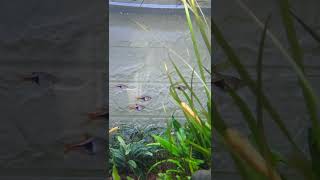 Harlequin Rasbora shorts [upl. by Erdnaek]