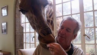 Kenyan hotel sanctuary allows visitors to have breakfast with giraffes [upl. by Naujyt]