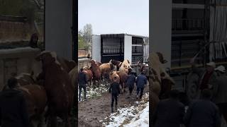 KAMYONA YÜKLENEN SİMENTAL BOĞALAR [upl. by Einnad]