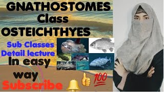 OSTEICHTHYES  Sub class Sarcopterygii Actnoipterygii Chondrosteans [upl. by Soo]