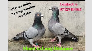 💥Racing Homer  9742749465pigeon bhopalpigeons💥 [upl. by Lleuqar]