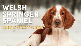 Welsh Springer Spaniel Grooming Supplies Quick Start Guide [upl. by Elissa]