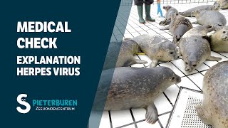 Medical check with explanation on herpes virus in Sealcentre Pieterburen [upl. by Erdnaet627]