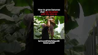 How to grow bananas that can be eaten with the skin on [upl. by Parette]