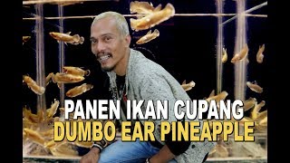 PANEN BAHANAN IKAN CUPANG DUMBO EAR PINEAPPLE [upl. by Ardnot]