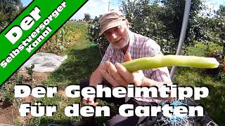 Der Geheimtipp für den Garten chinesische Keule [upl. by Emlin706]