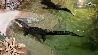 Alligators Bellowing Sounds like a Dinosaur [upl. by Graniela]