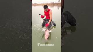 Out fish from ice is dangerous work shortvideo trending [upl. by Llennor]