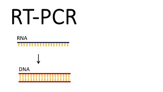 How we test for SARSCoV2  RTPCR Reverse Transcription PCR [upl. by Eran]