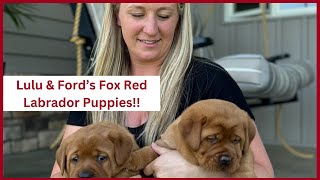 Fox Red Labrador Retriever Puppies  Lulu amp Fords Litter [upl. by Gerrald]