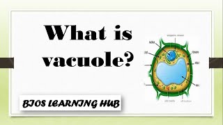 What is vacuole and its function BIOLOGY [upl. by Talbert]