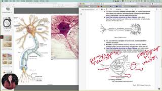 Nervous organization5 Multipolar neuron anatomy [upl. by Zurc]