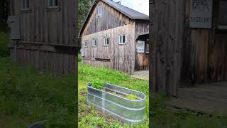 Vacation Exploring We stayed at a horse farm in upstate New York last night shorts [upl. by Hegarty395]