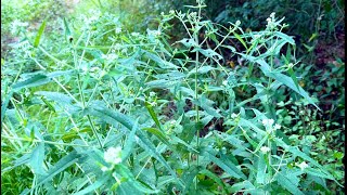 Boneset  Eupatorium perfoliatum [upl. by Nero699]