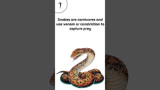 3 interesting facts about snake snakefacts [upl. by Dyna]