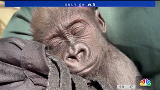 Fort Worth Zoo finalizes plans for transfer of baby gorilla Jameela to Cleveland [upl. by Kimmie]