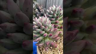 Pachyveria Angel Fingers pachyveria succulent plants succlents succulentobsession [upl. by Airekahs]