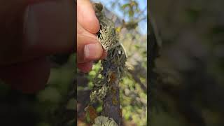 Tree Lichen tree wildlife fungus shorts [upl. by Adelheid]