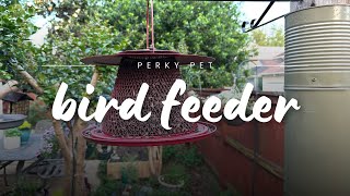 Perky Pet Red Cardinal All Metal Bird Feeder [upl. by Dyrraj321]